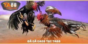 Đá Gà Ga28 Tại TA88